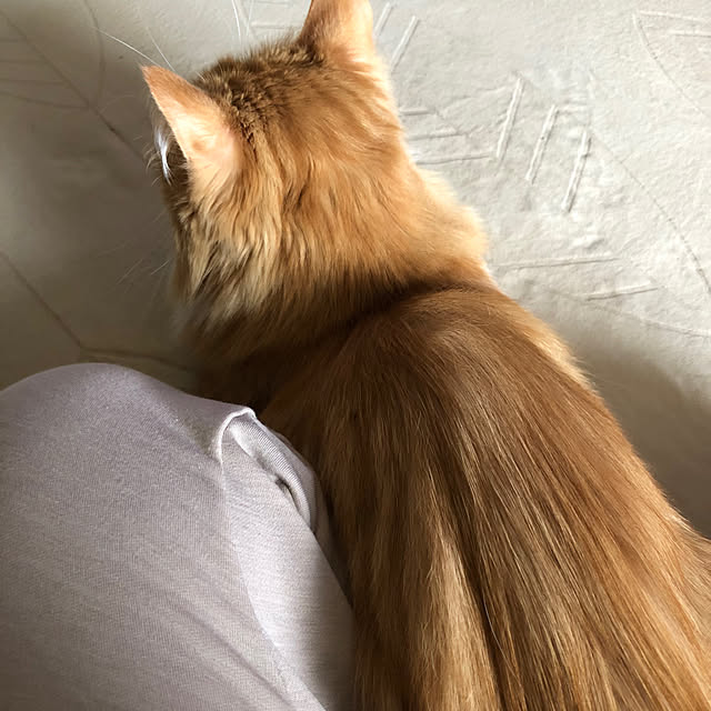 uchidaizuさんの実例写真