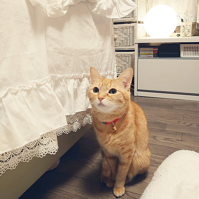 asuminさんの実例写真