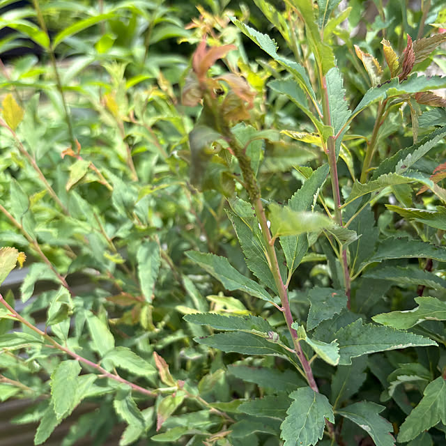 nannoさんの部屋