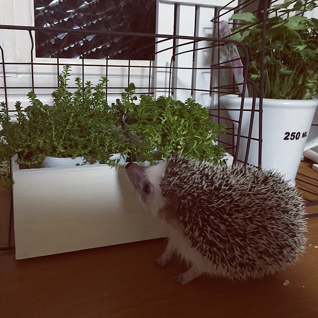 RURULOVEさんの実例写真