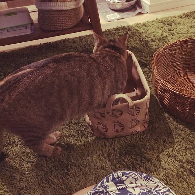 ayapiiiiceさんの実例写真