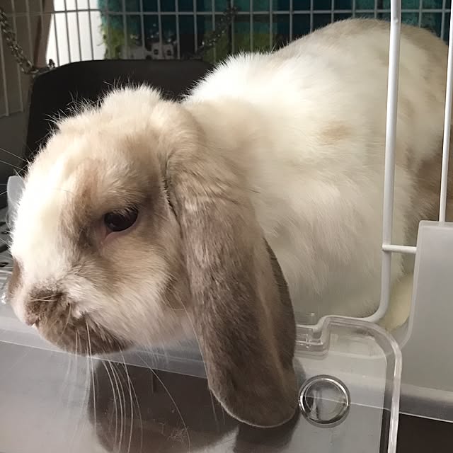 harunatsuさんの実例写真