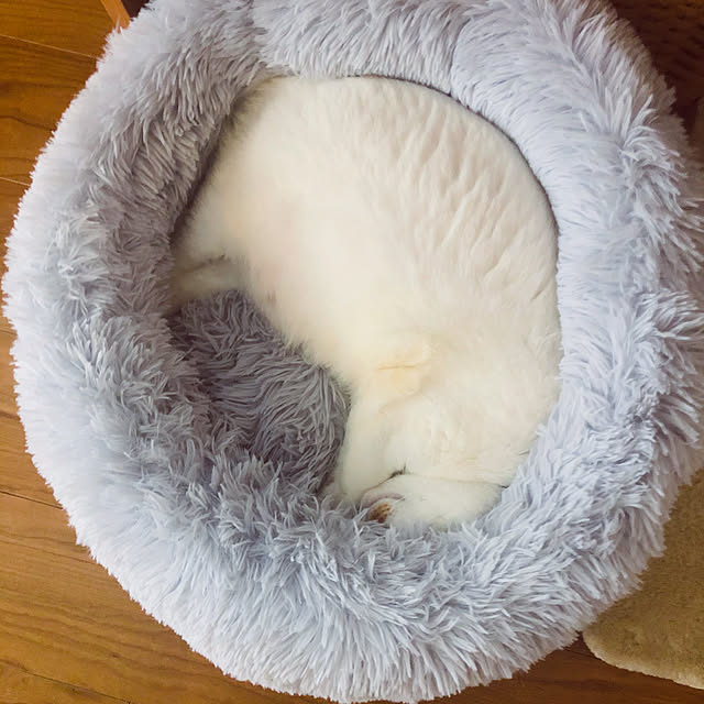 hakukouyuさんの実例写真