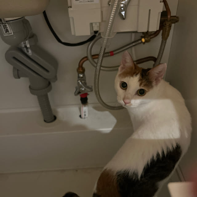 実例写真