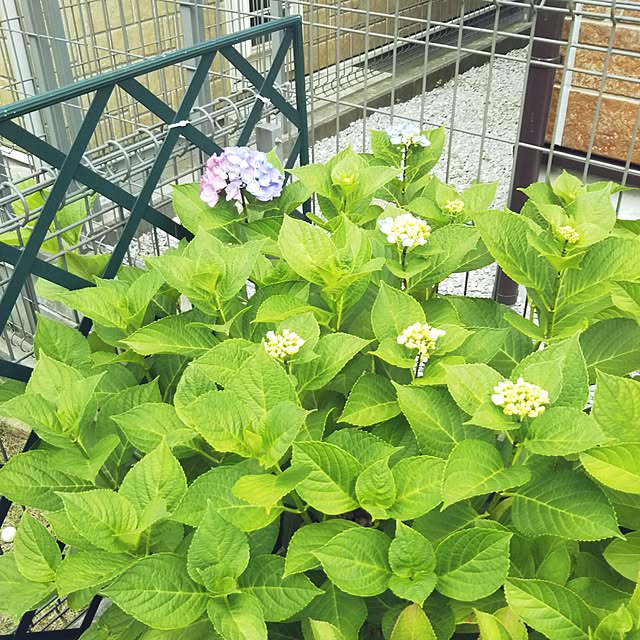 LEAFさんの実例写真