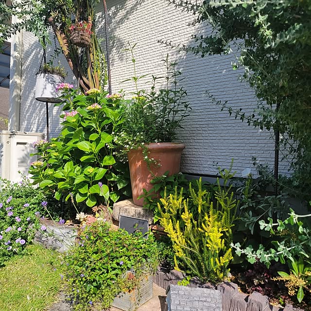 壁/天井/壁天井ではありません/紫陽花/小さな庭/NO GREEN NO LIFEのインテリア実例 - 2023-05-10 08:53:43