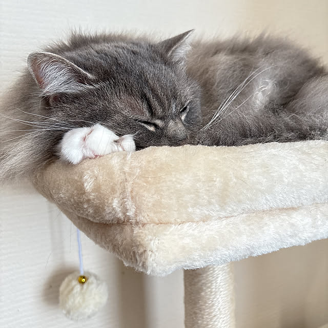 mii-tanさんの部屋