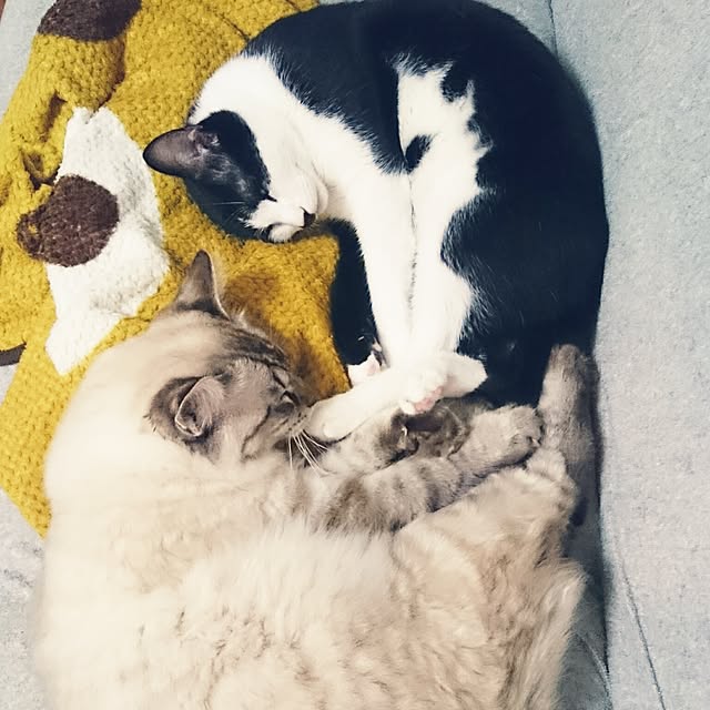 kazaneさんの実例写真