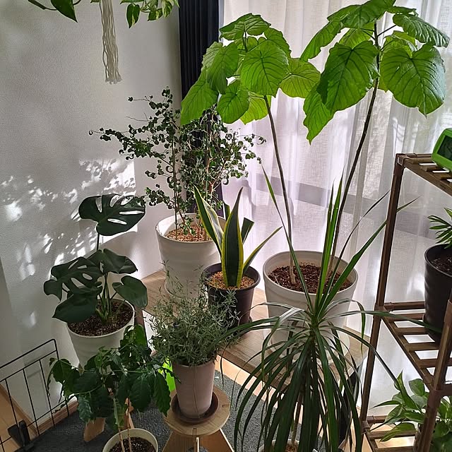 animallandさんの部屋