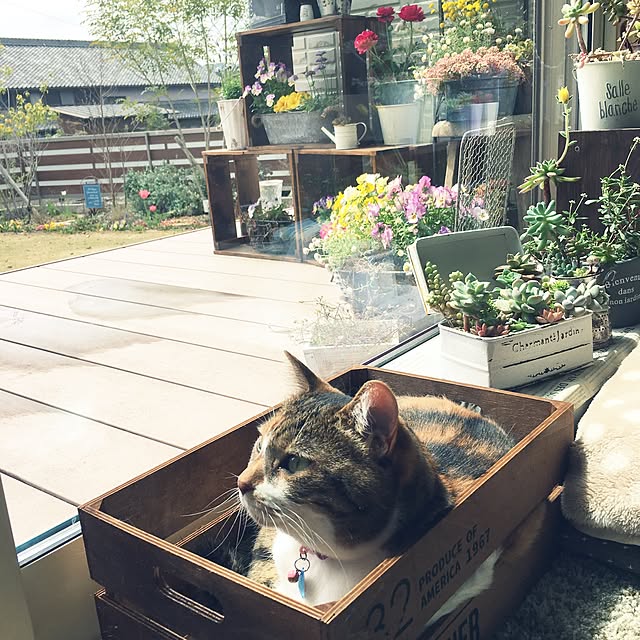 miyo419さんの実例写真