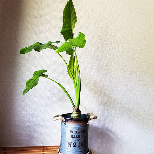 momozouさんの実例写真