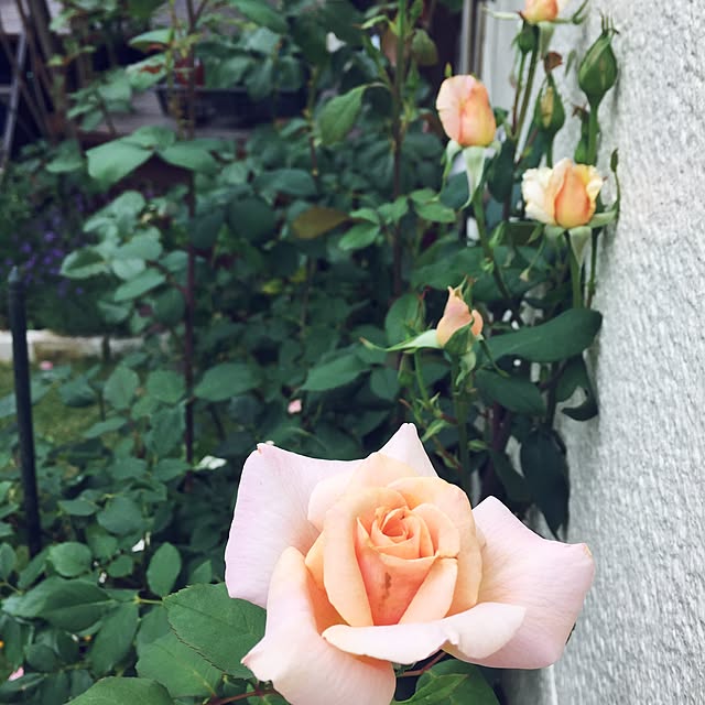 happygardenさんの実例写真
