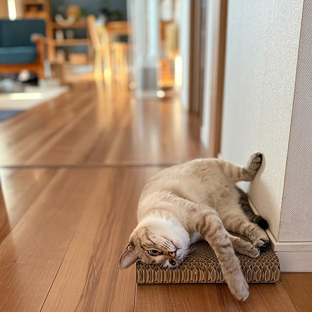 amさんの実例写真