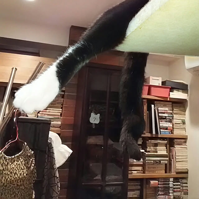 spinetailさんの実例写真
