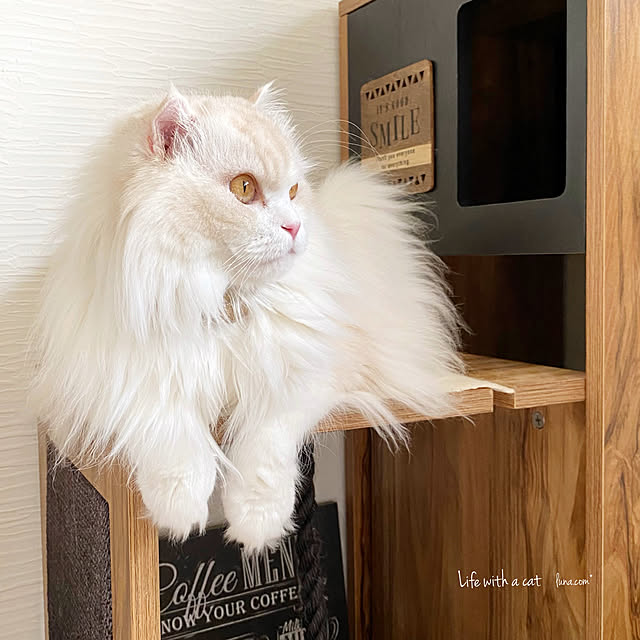 luna.comさんの実例写真