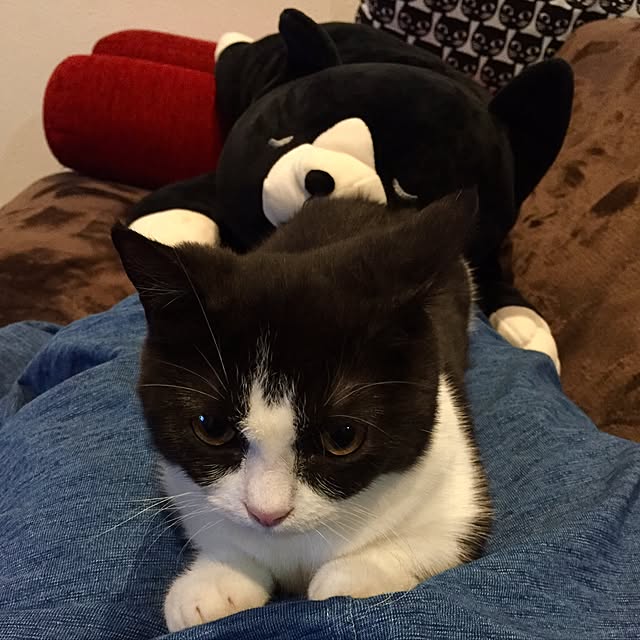 butachanさんの実例写真