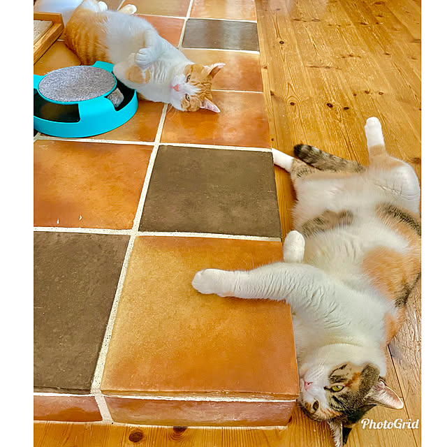 miecoroさんの実例写真