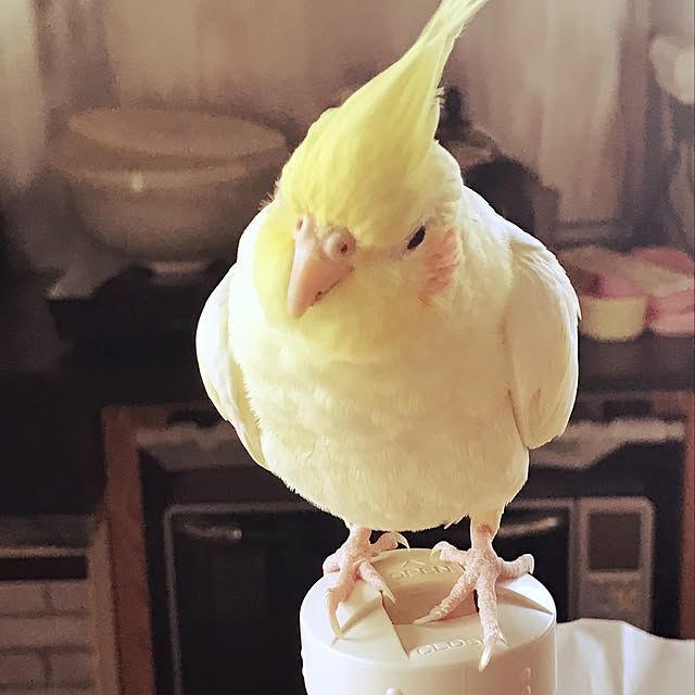 pipiさんの実例写真
