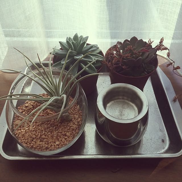 棚/観葉植物/無印良品/多肉植物/雑貨...などのインテリア実例 - 2015-10-28 14:26:40