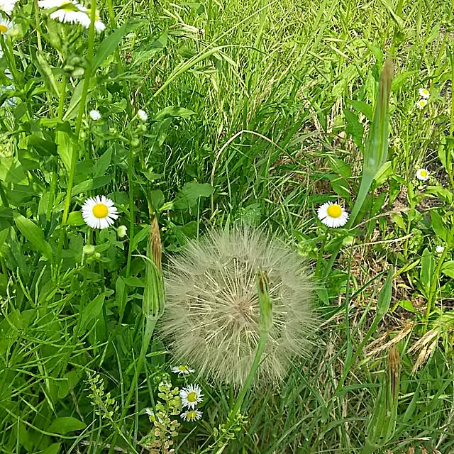 sunflowerさんの実例写真