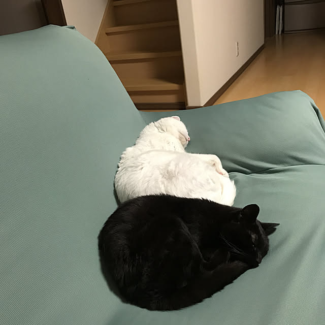 junjunさんの実例写真