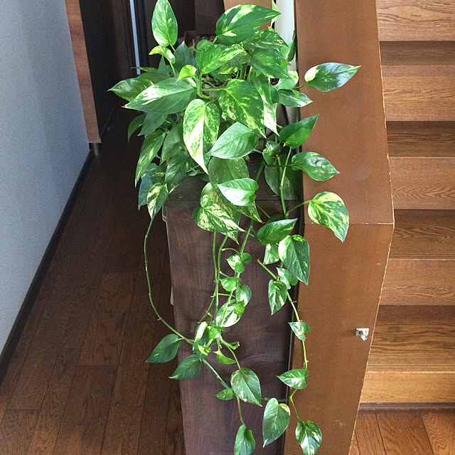 mitaraさんの実例写真