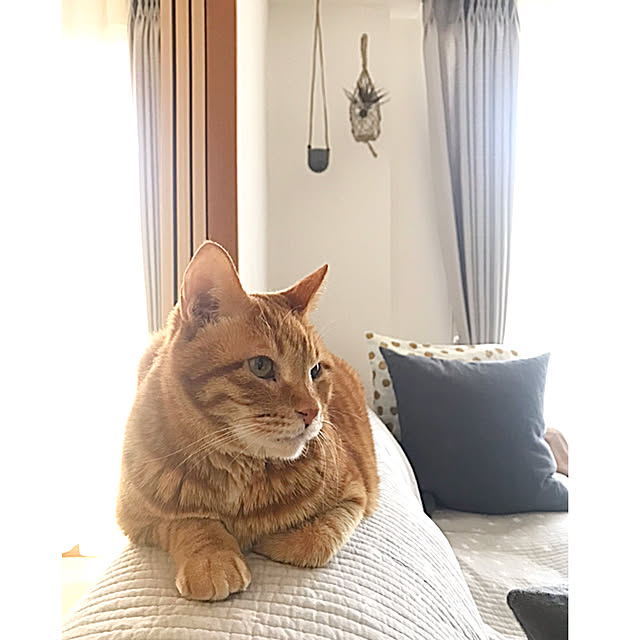 derazouさんの実例写真