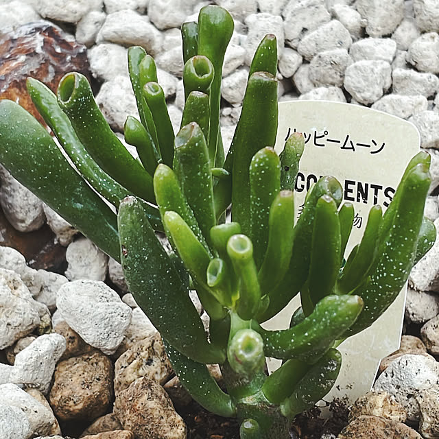 Reikoさんの実例写真