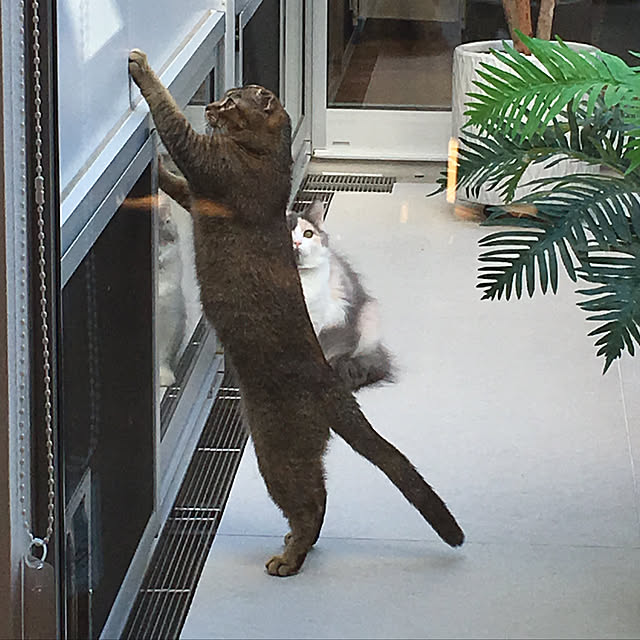 marikoさんの実例写真