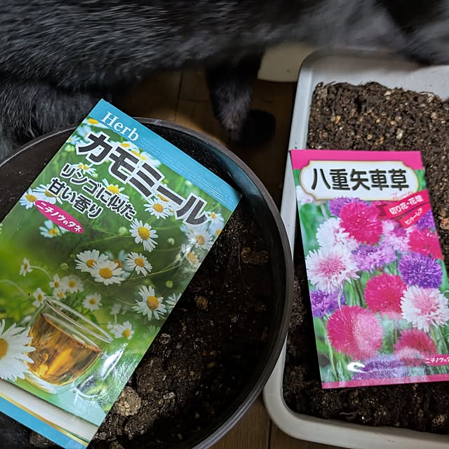 asaさんの実例写真