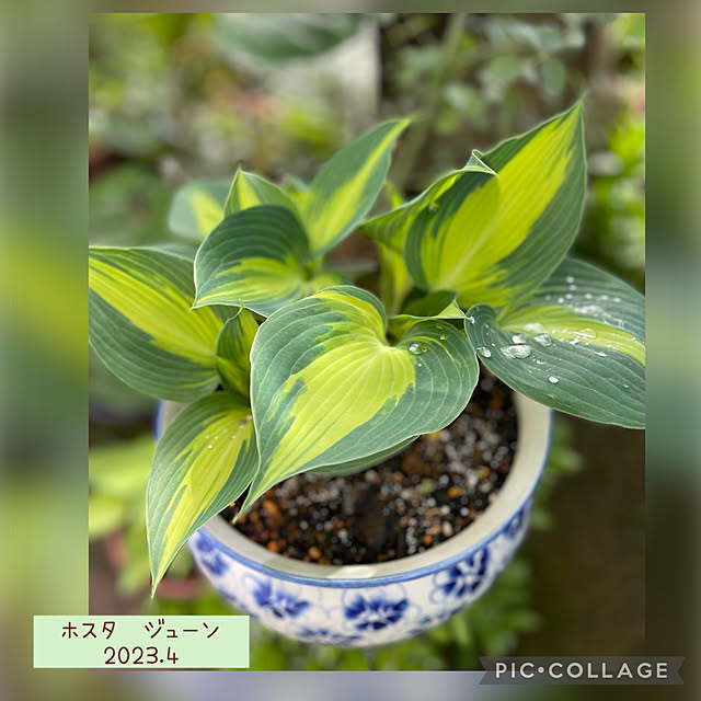 buchiさんの実例写真