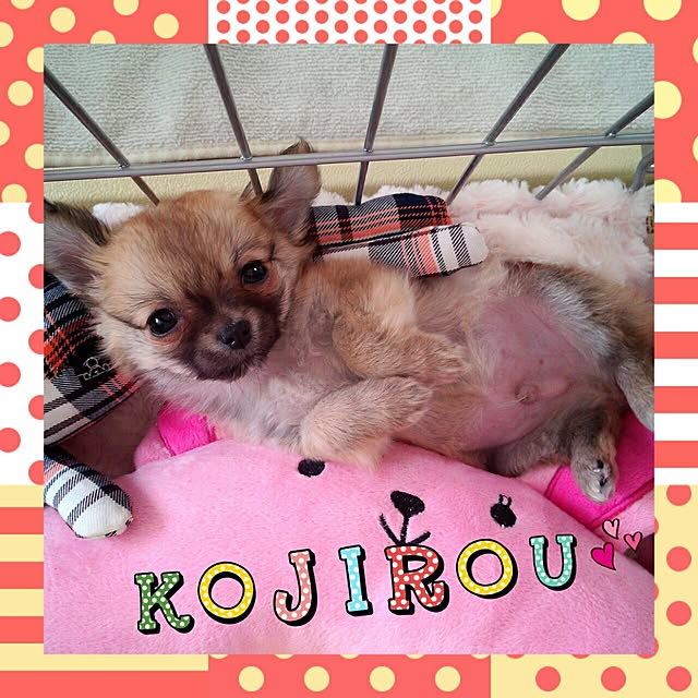 kojikojiさんの実例写真