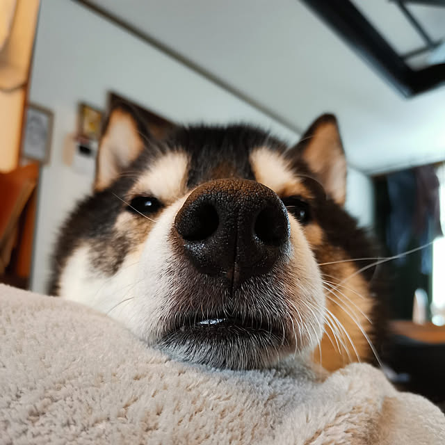 budoupanさんの実例写真