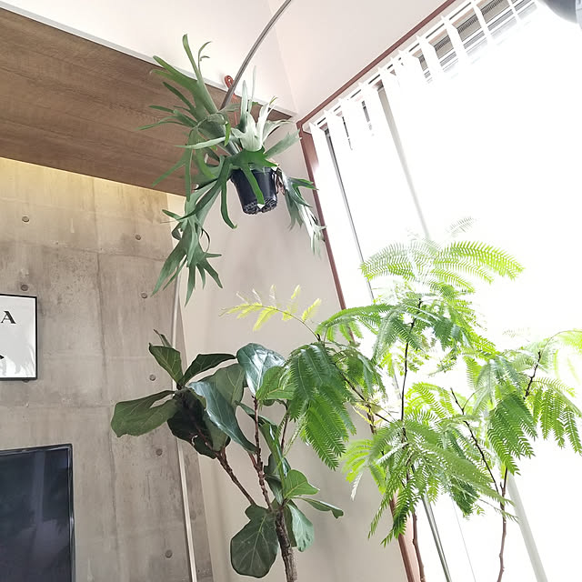 renrenさんの実例写真