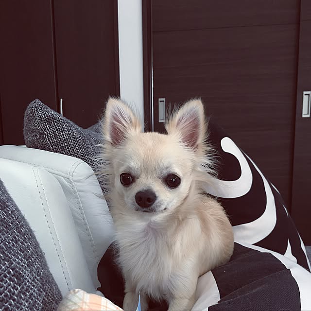 kotoさんの実例写真