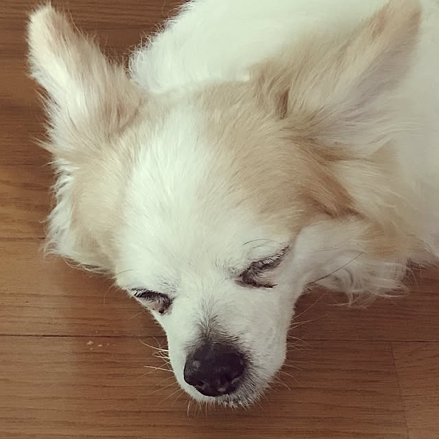 seroriさんの実例写真
