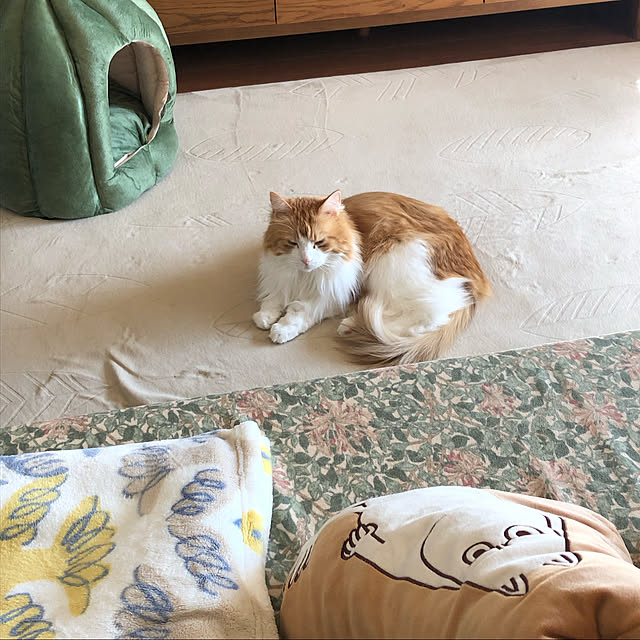 uchidaizuさんの実例写真