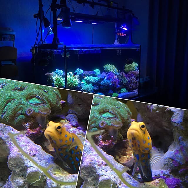 aquarium_seaさんの実例写真