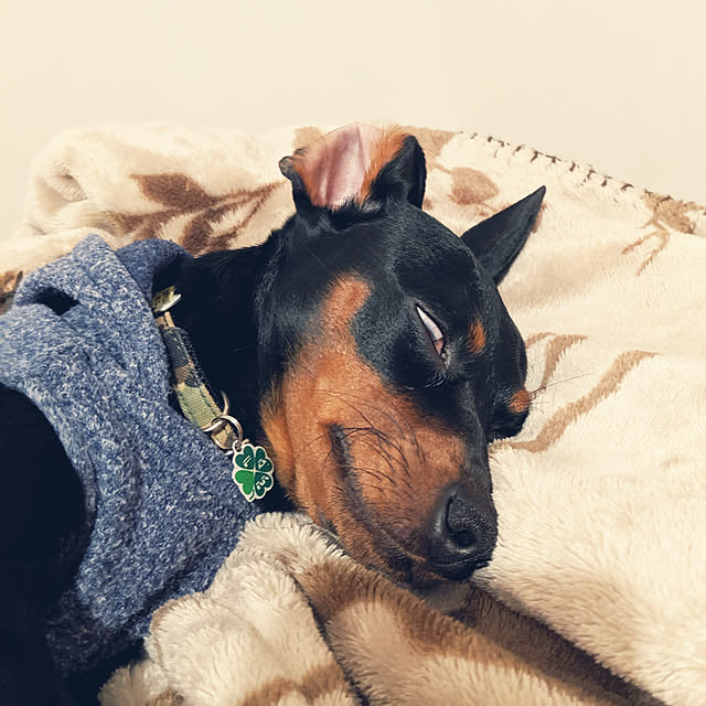 shizuponさんの実例写真