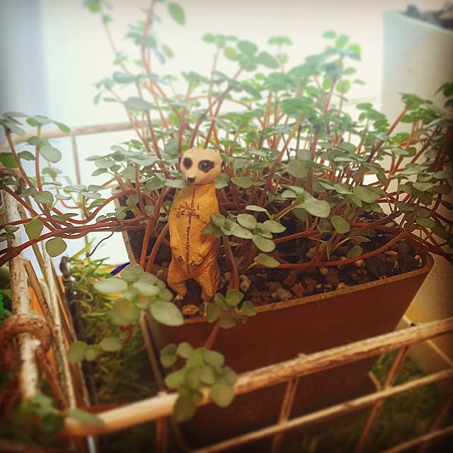 Mamechi003さんの実例写真