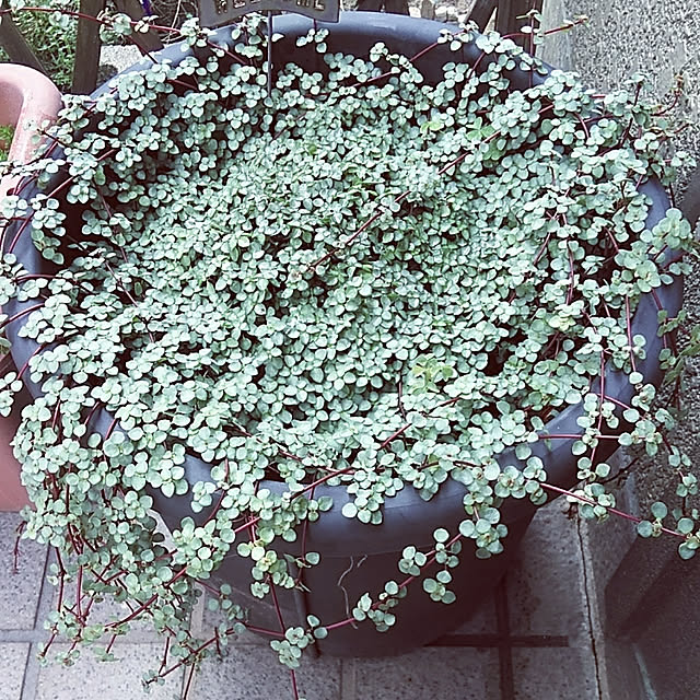 satoさんの実例写真