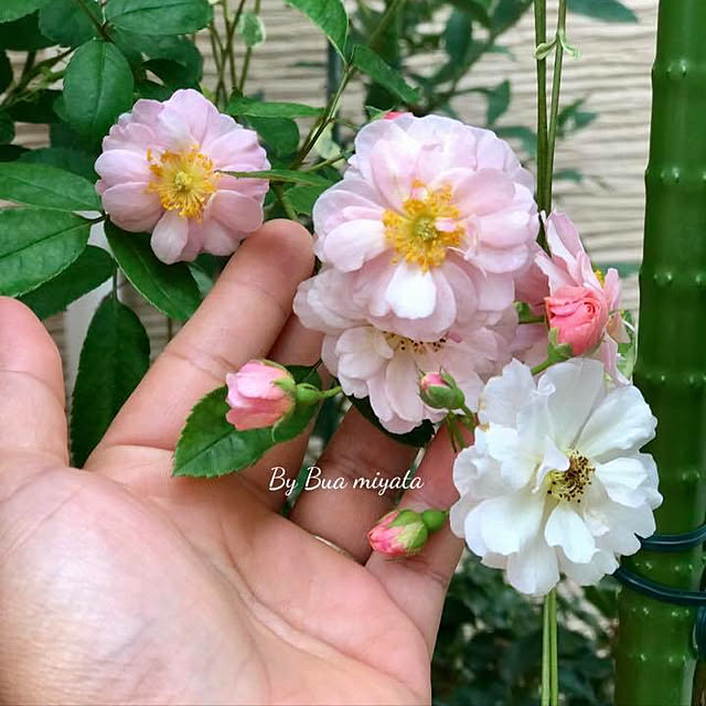Buaさんの実例写真