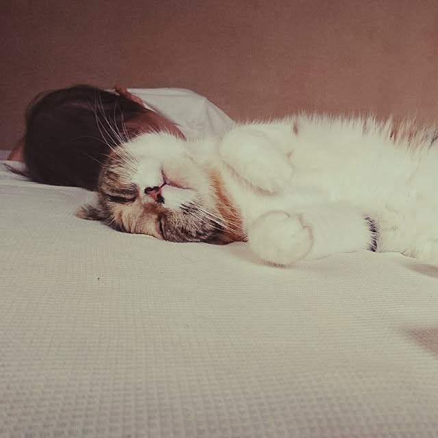 yukieさんの実例写真