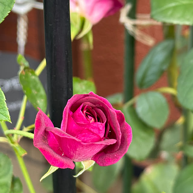 RoseLife5818さんの部屋