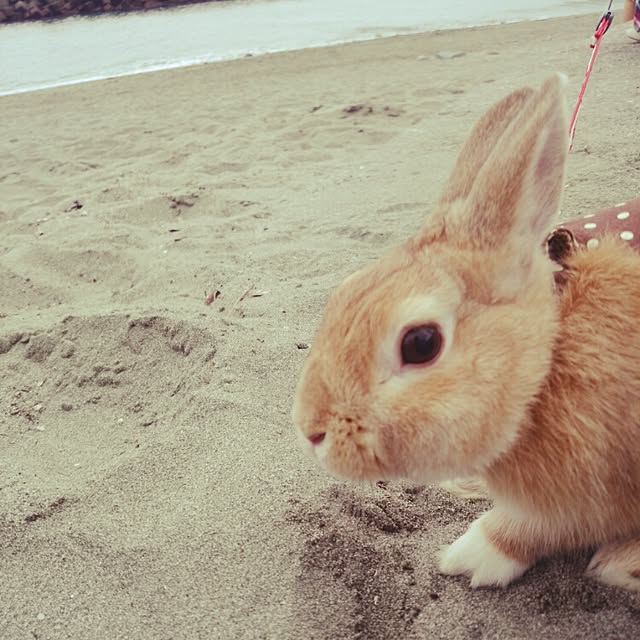 ChocolateNandasさんの実例写真