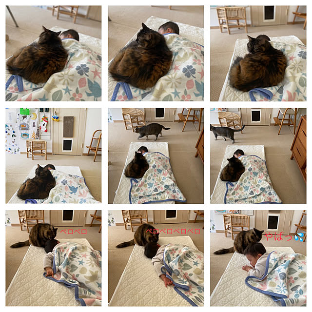 mikomaruさんの実例写真