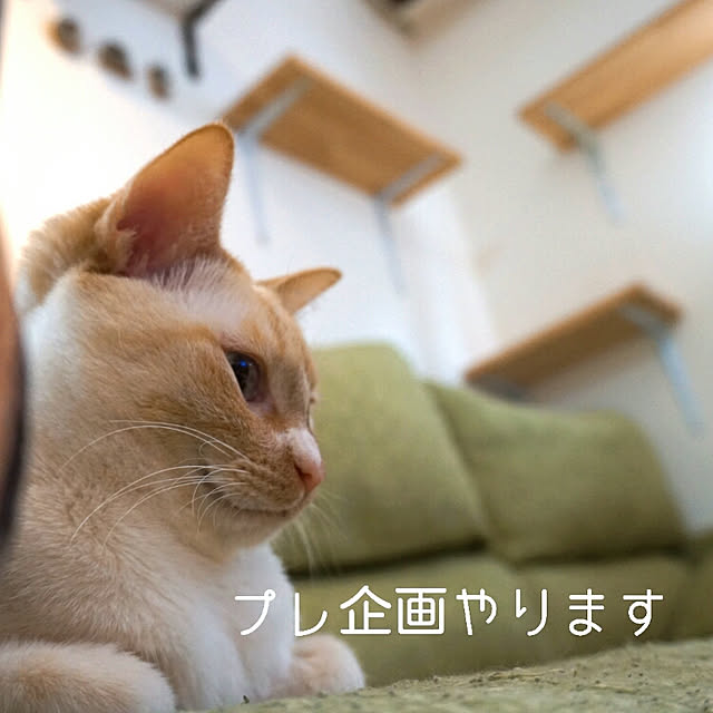 Gomaさんの実例写真