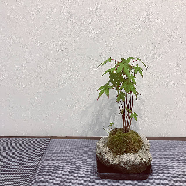 tyomoさんの実例写真