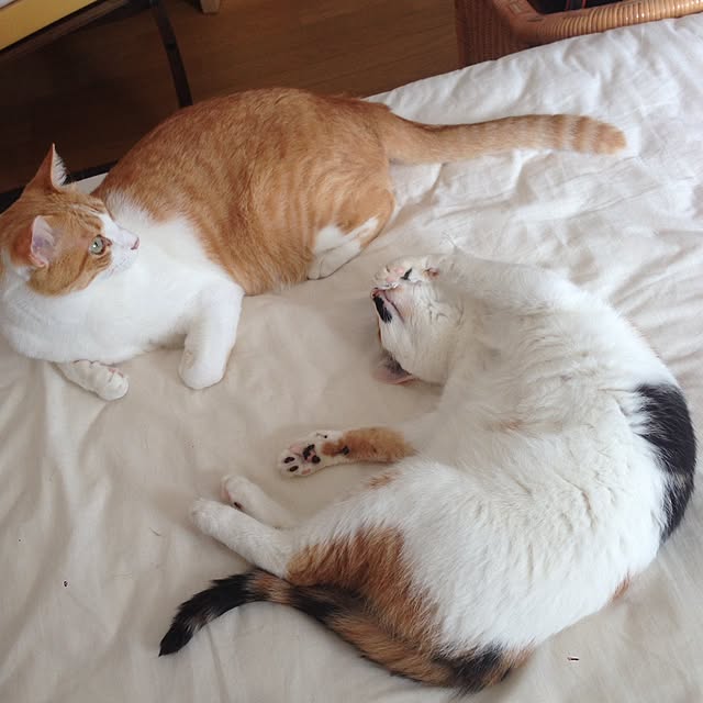 Kinanさんの実例写真