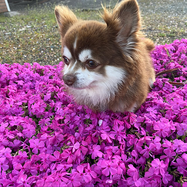 花壇/チワワのいる暮らし/芝桜/植物のある暮らし/いいね、フォロー本当に感謝デス☺︎...などのインテリア実例 - 2021-04-01 09:50:01